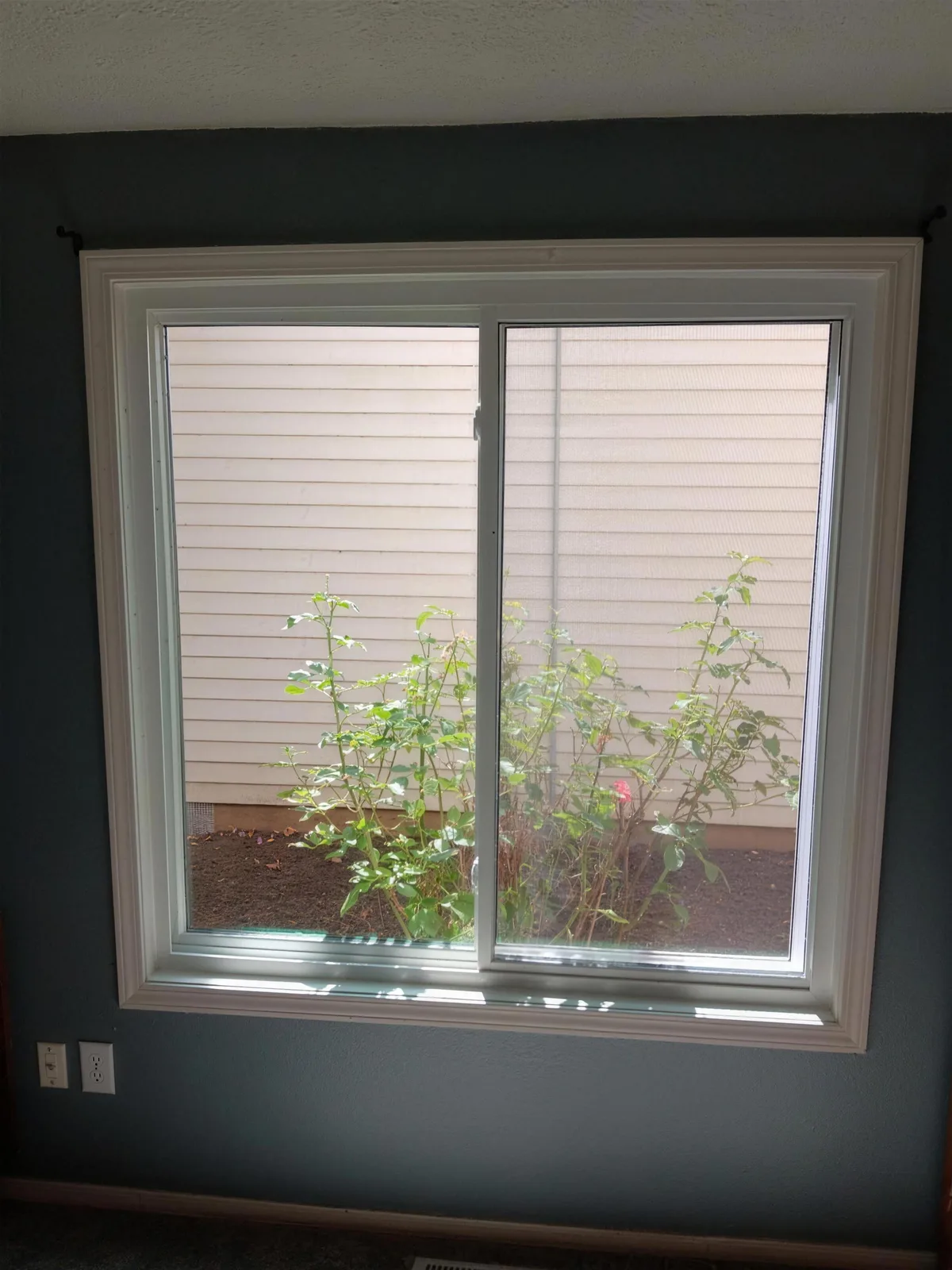 White-framed sliding window with wide trim on a deep teal interior wall, looking out at a rose shrub and a neighboring wall